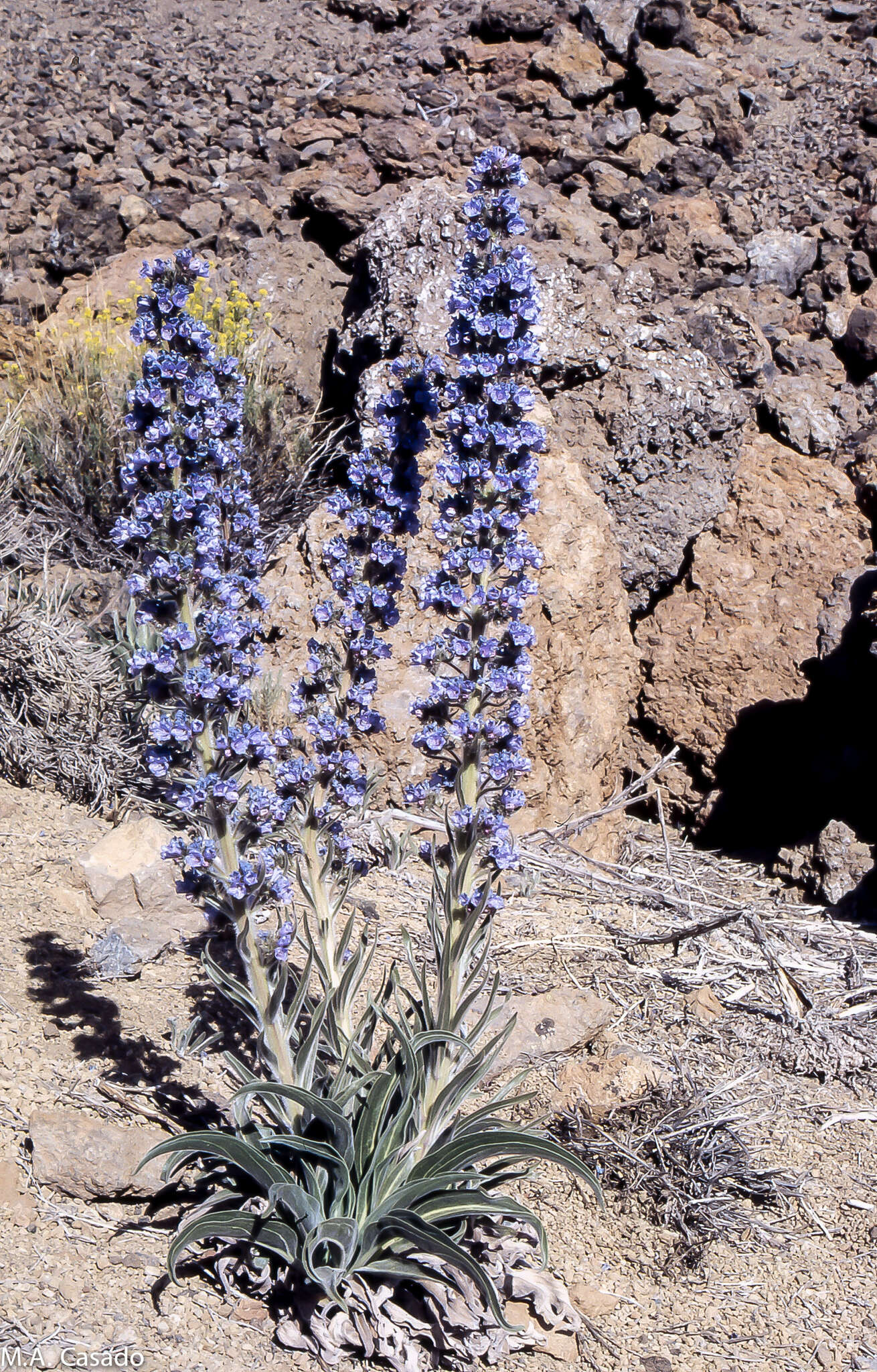 Echium auberianum Webb & Berth. resmi