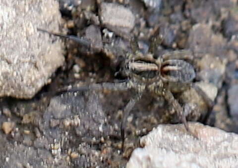 Image of Trochosa terricola Thorell 1856