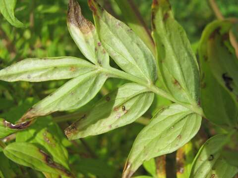 Image of Polemonium caeruleum subsp. caeruleum