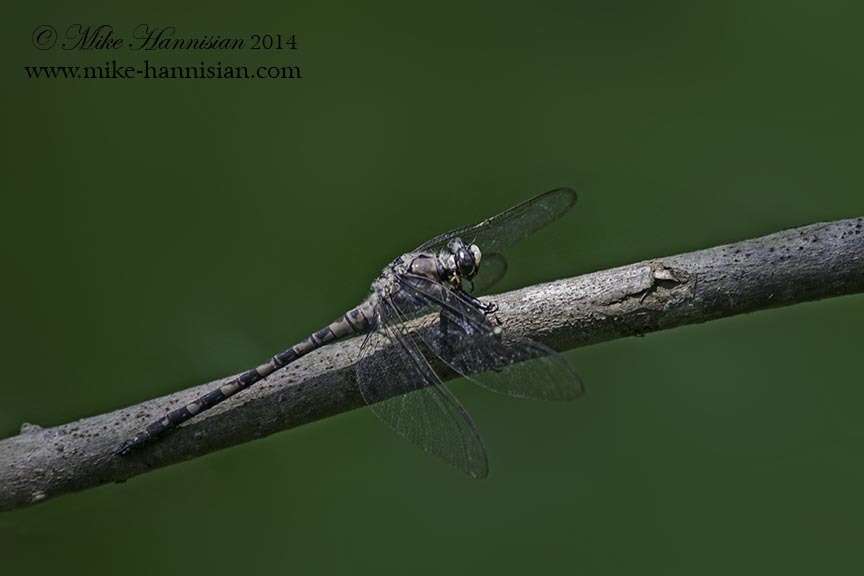 Image of Tachopteryx Uhler ex Selys 1859