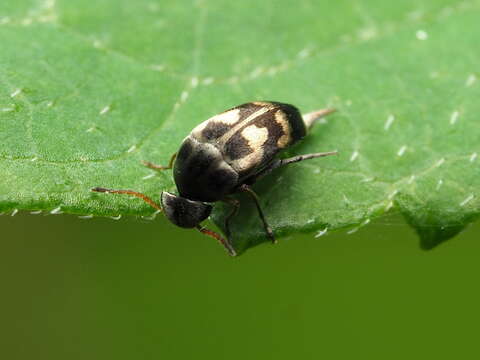 Image of Falsomordellistena pubescens (Fabricius 1798)