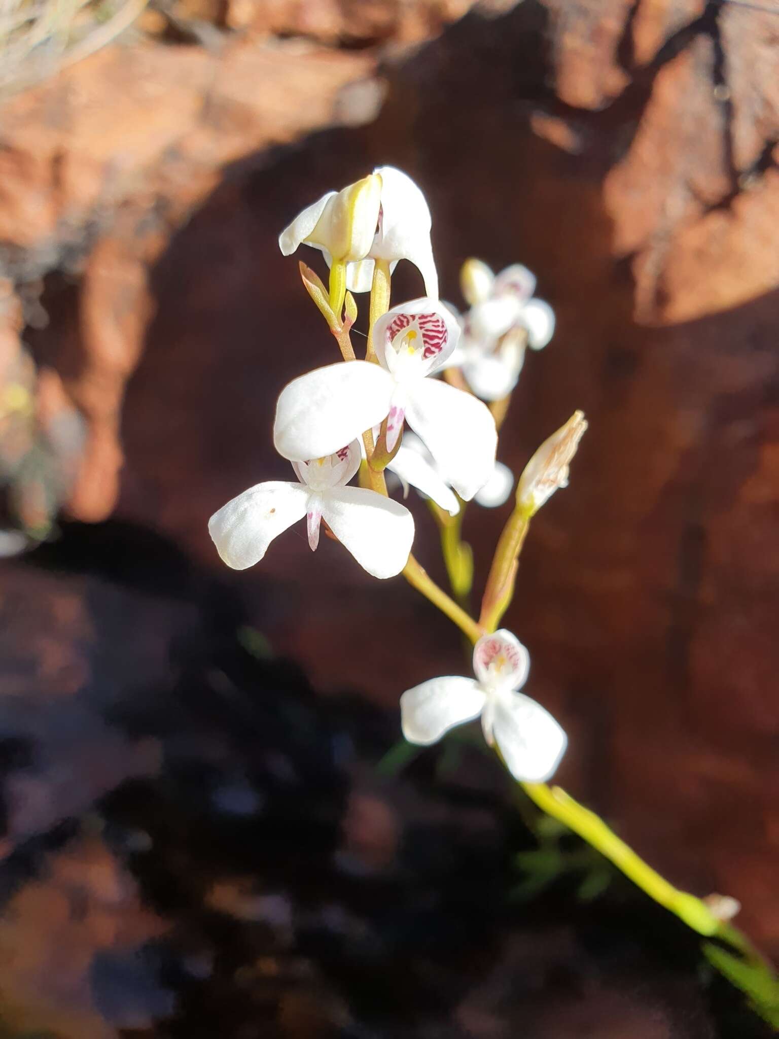 Imagem de Disa caulescens Lindl.