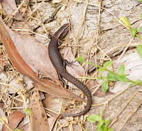 Image of Southern Forest Cool-skink