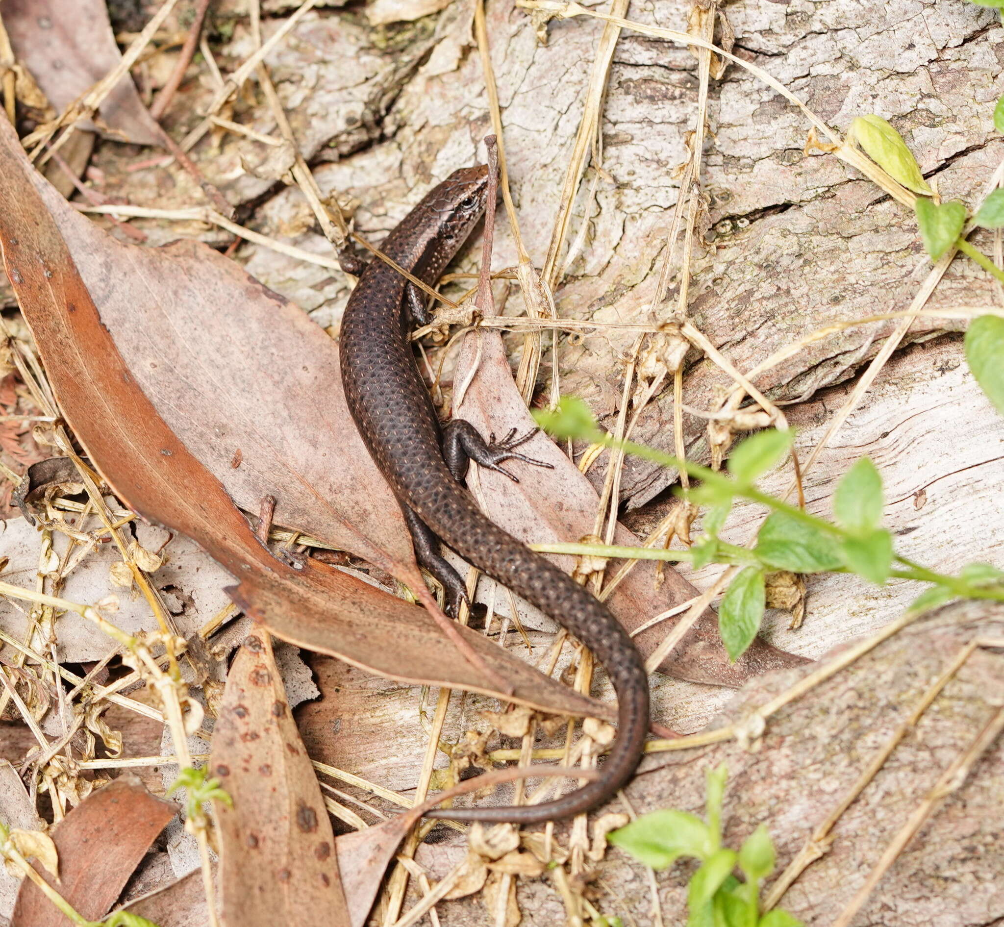 Image of Southern Forest Cool-skink