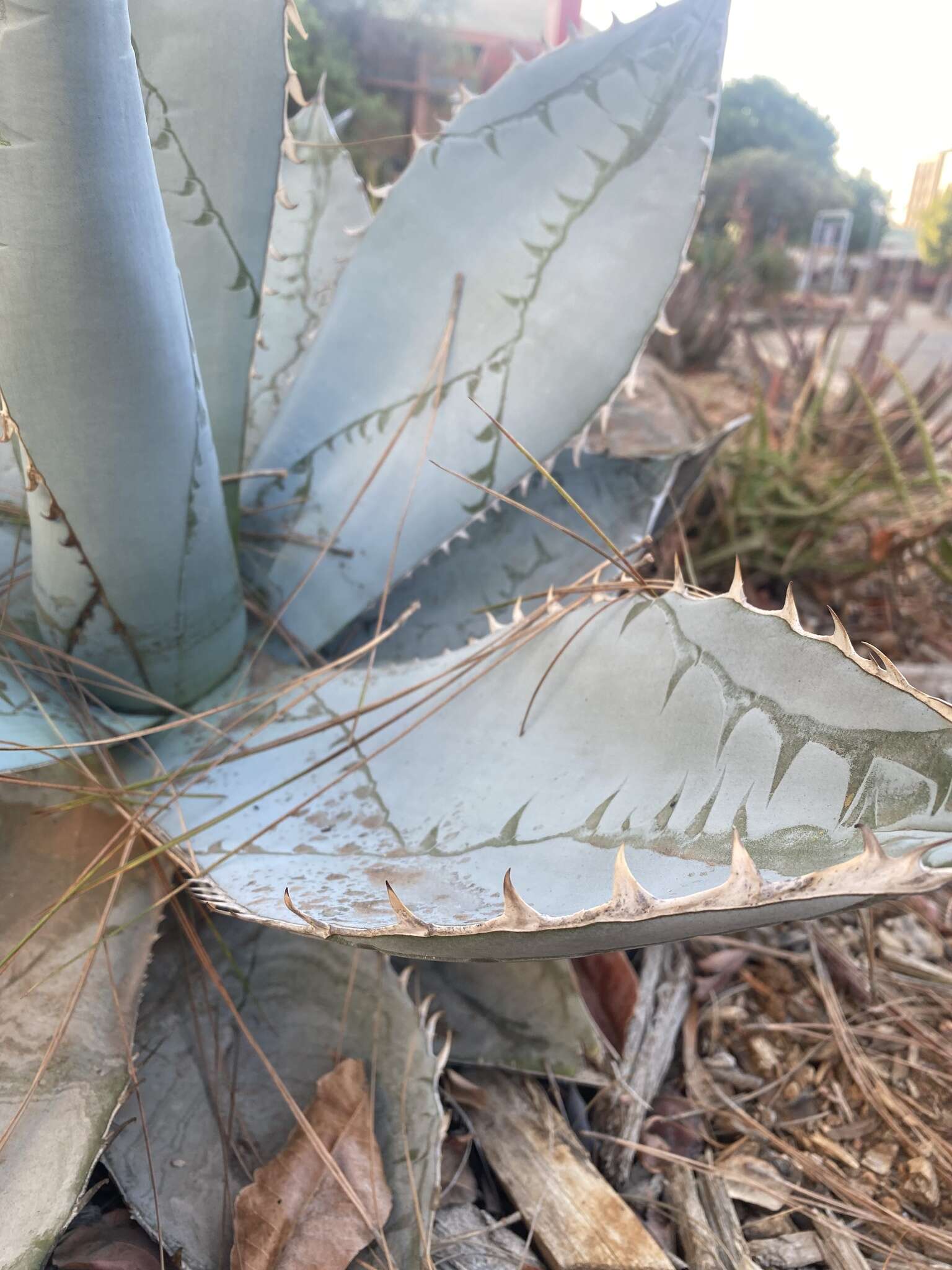 Image of Agave titanota Gentry