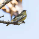 Image of Cryptic Warbler