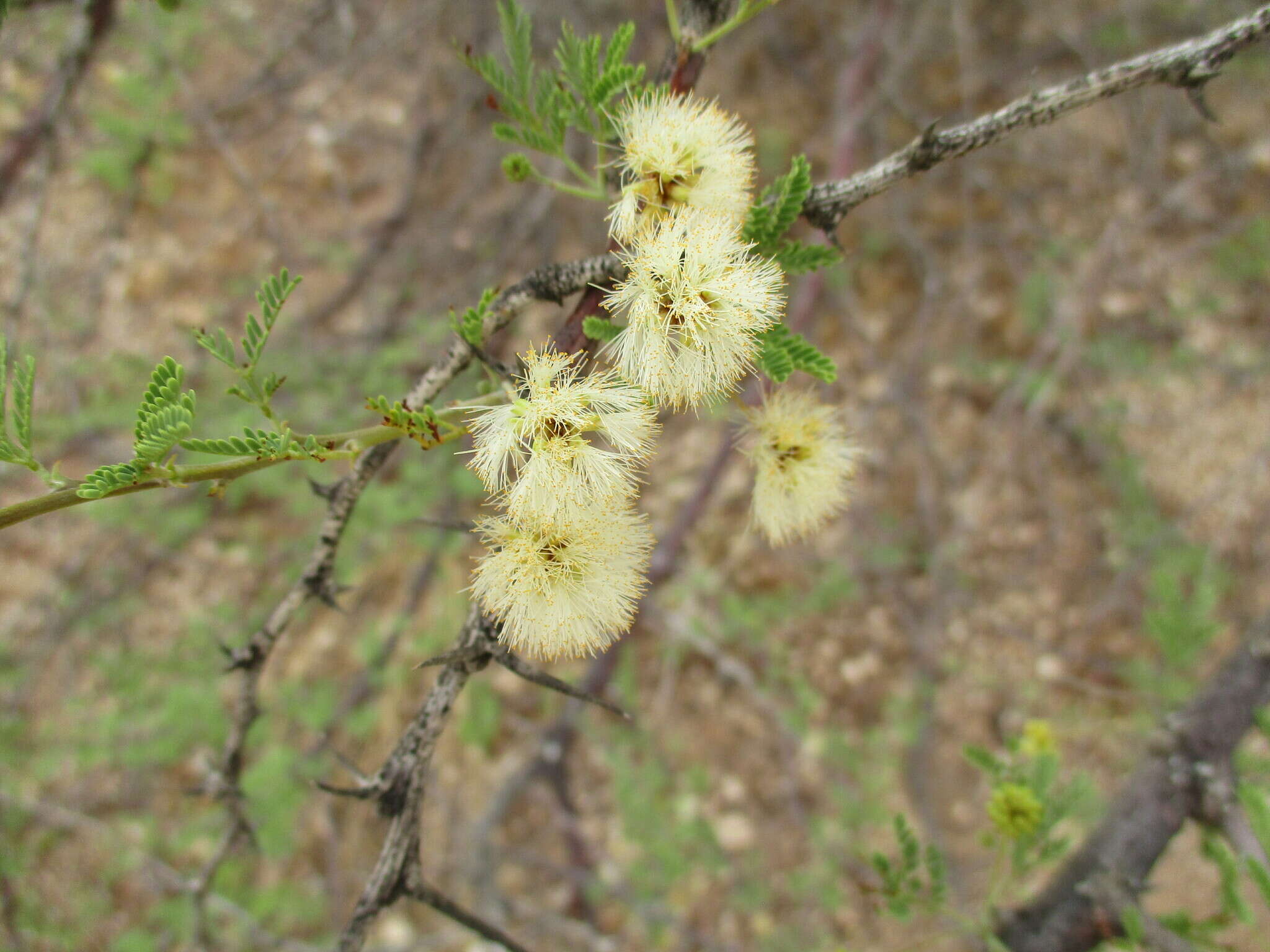 Image of Vachellia reficiens subsp. reficiens