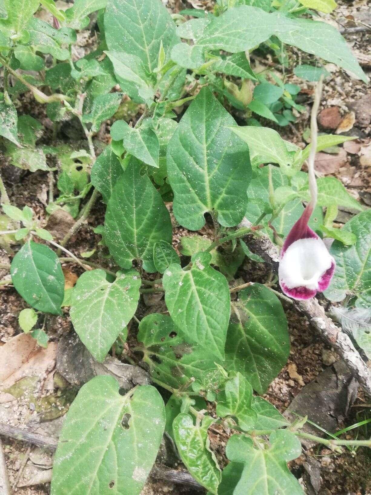 Image of Aristolochia nelsonii Eastwood