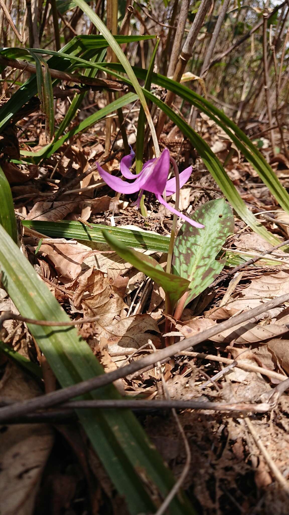 Image of Erythronium japonicum Decne.