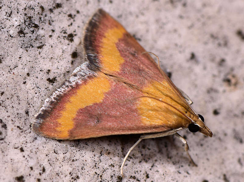 Image of Pyrausta castalis Treitschke