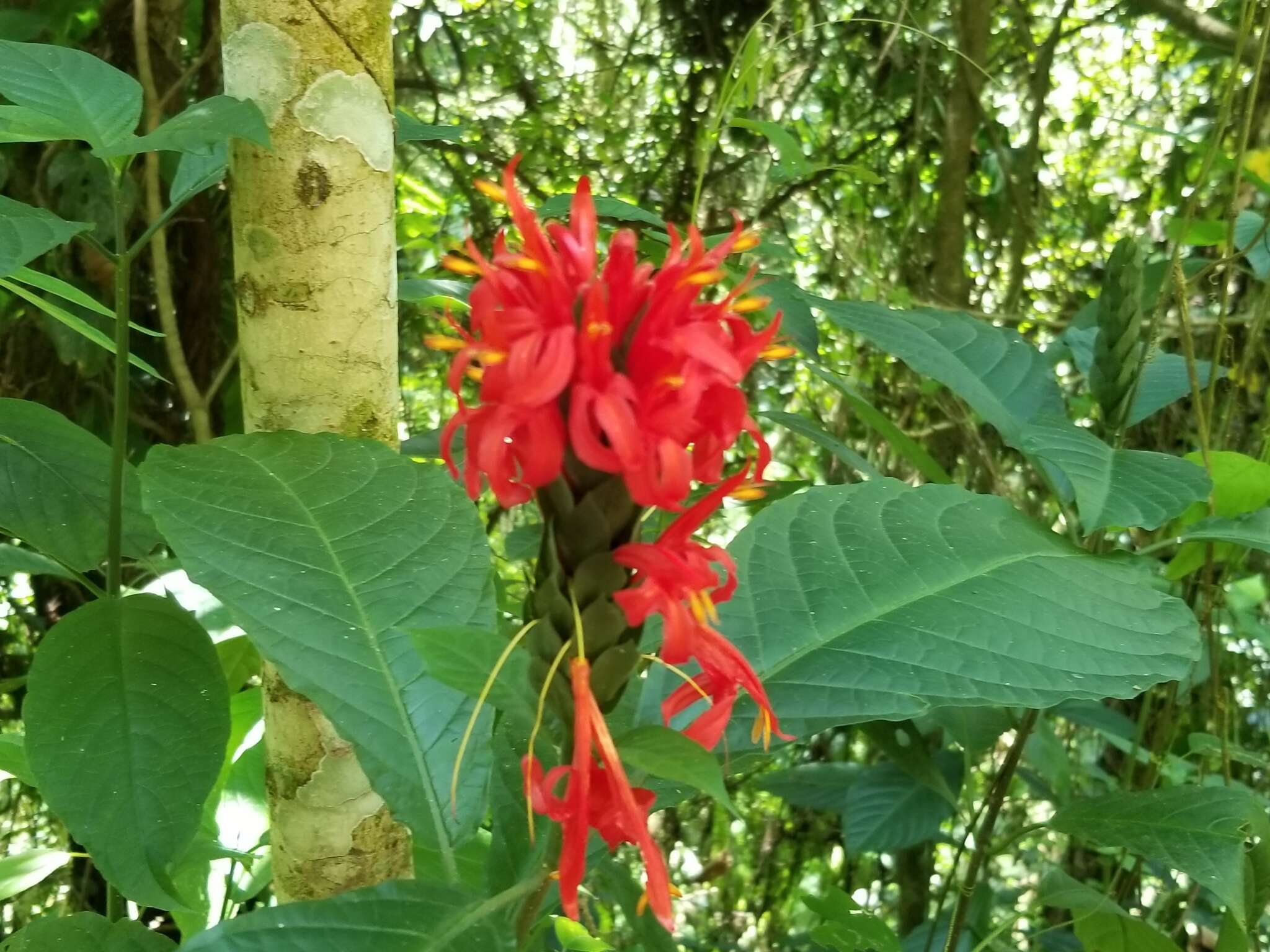 Pachystachys coccinea (Aubl.) Nees resmi