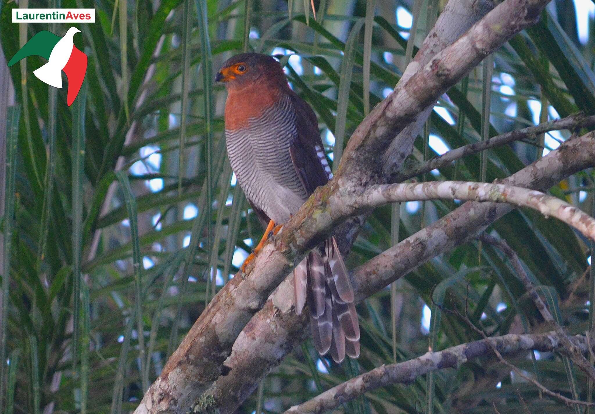 Image of Barred Forest Falcon