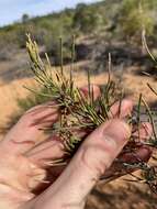 Image of Allocasuarina campestris (Diels) L. Johnson