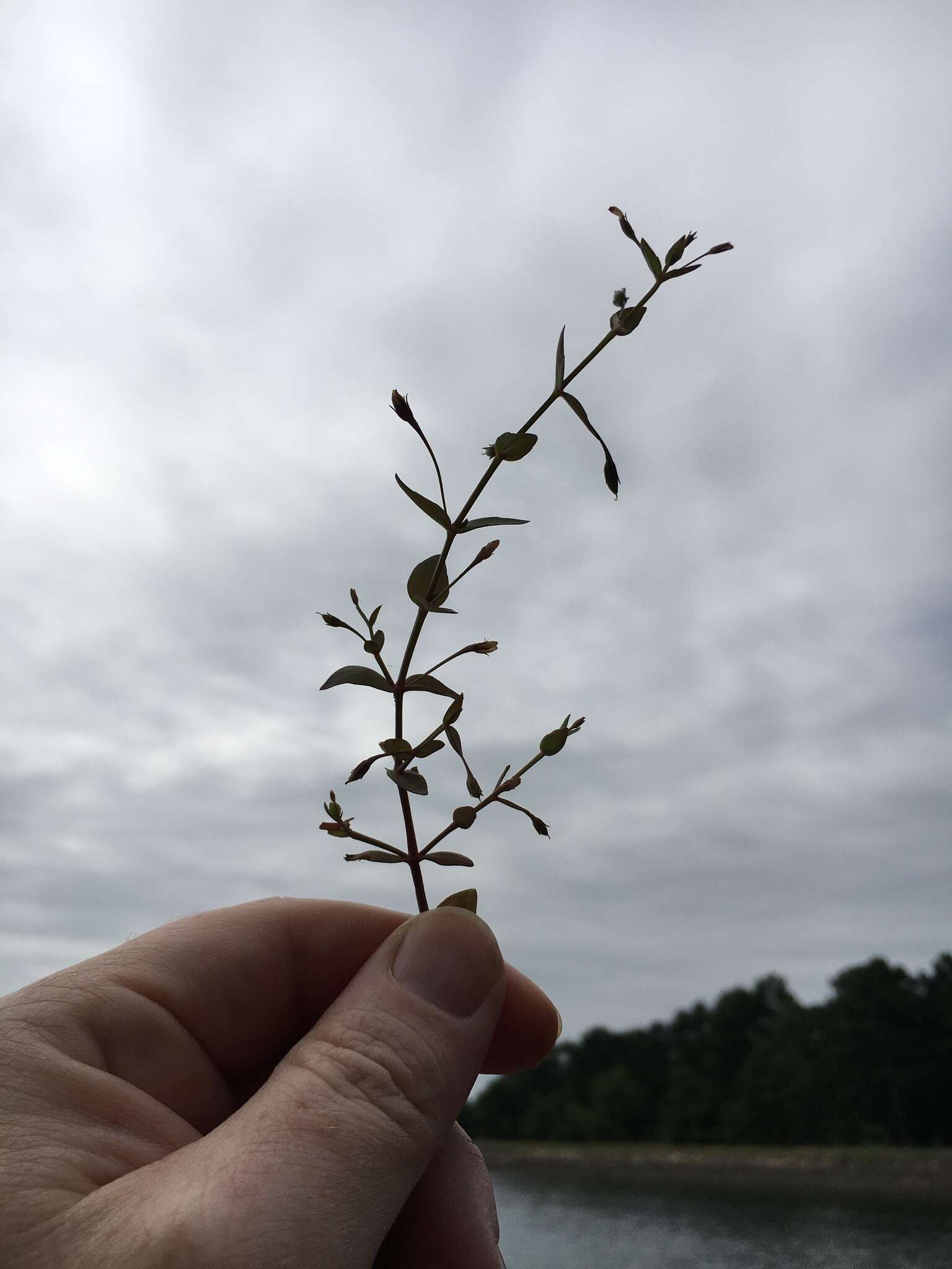 Image of Lindernia dubia var. anagallidea (Michx.) Cooperr.