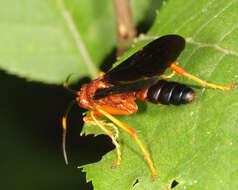 Image of Tmetogaster nubilipennis (Haldeman 1846)