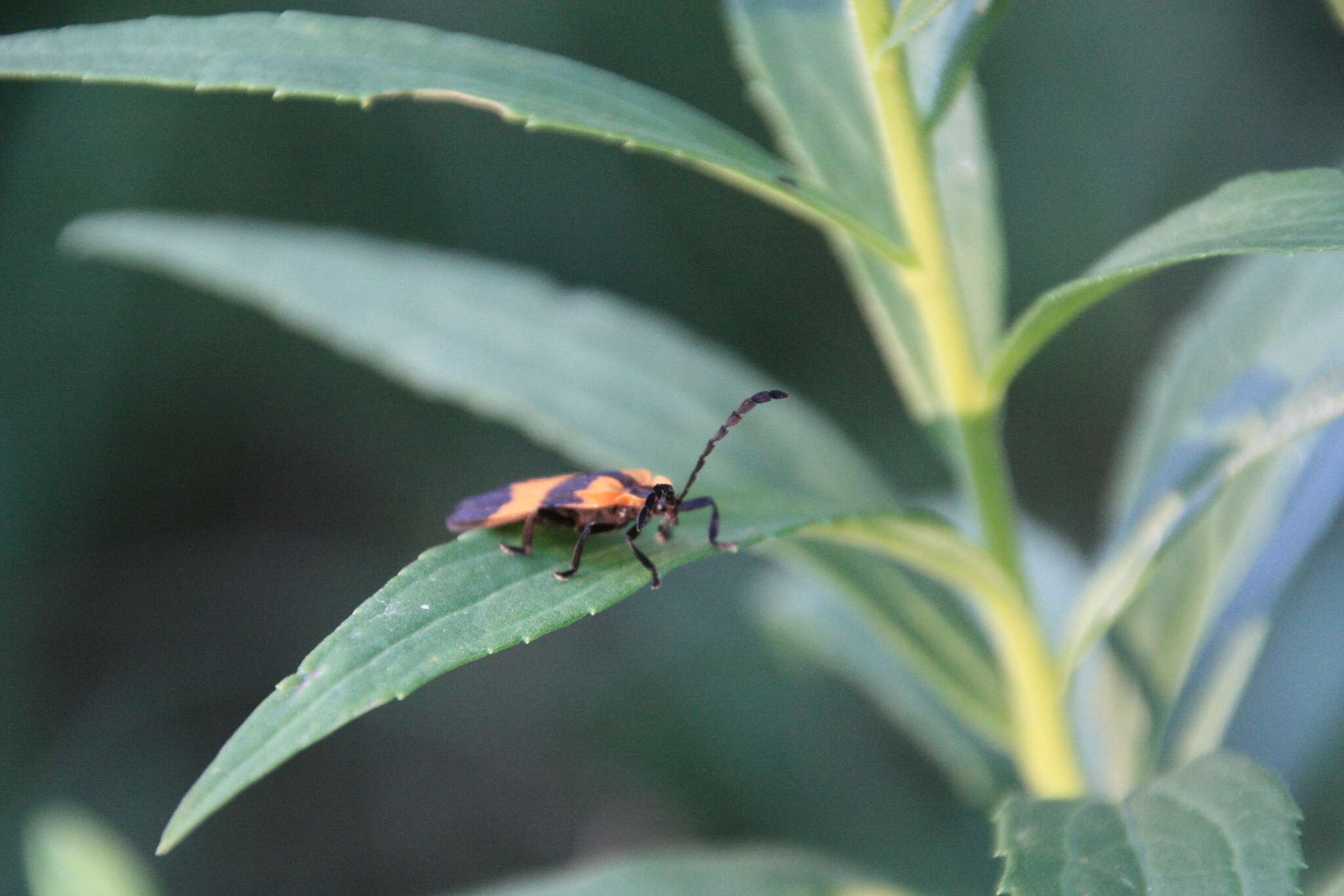 Sivun Calopteron reticulatum (Fabricius 1775) kuva