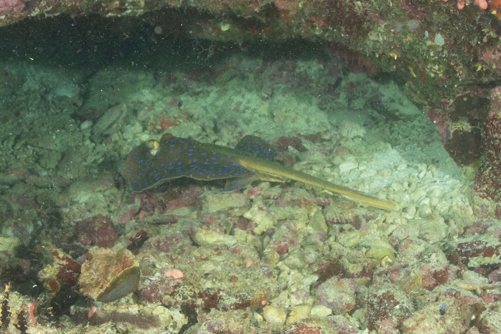 Image of Oceania fantail ray