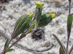 Image of <i>Silene aethiopica</i>