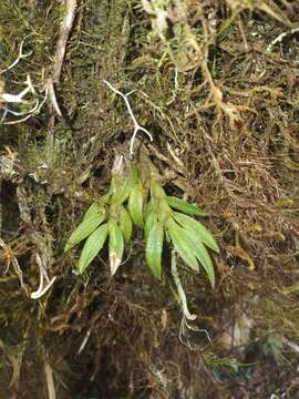 Fernandezia tortuosa (Foldats) M. W. Chase的圖片