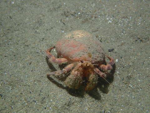 Image of Prideaux's hermit crab