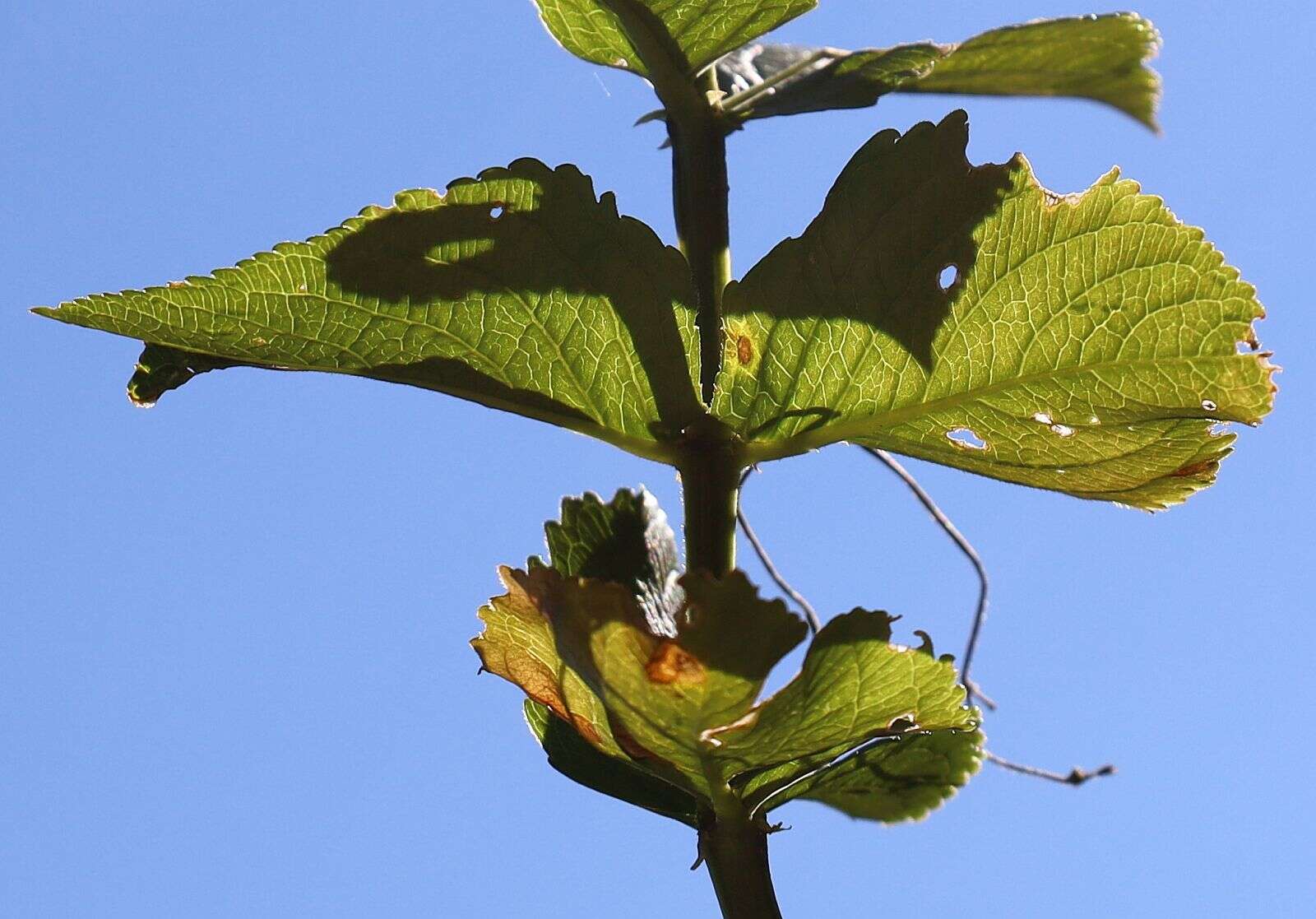 Image de Mercurialis ovata Sternb. & Hoppe