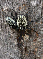 Image of Goliathus albosignatus Boheman 1857