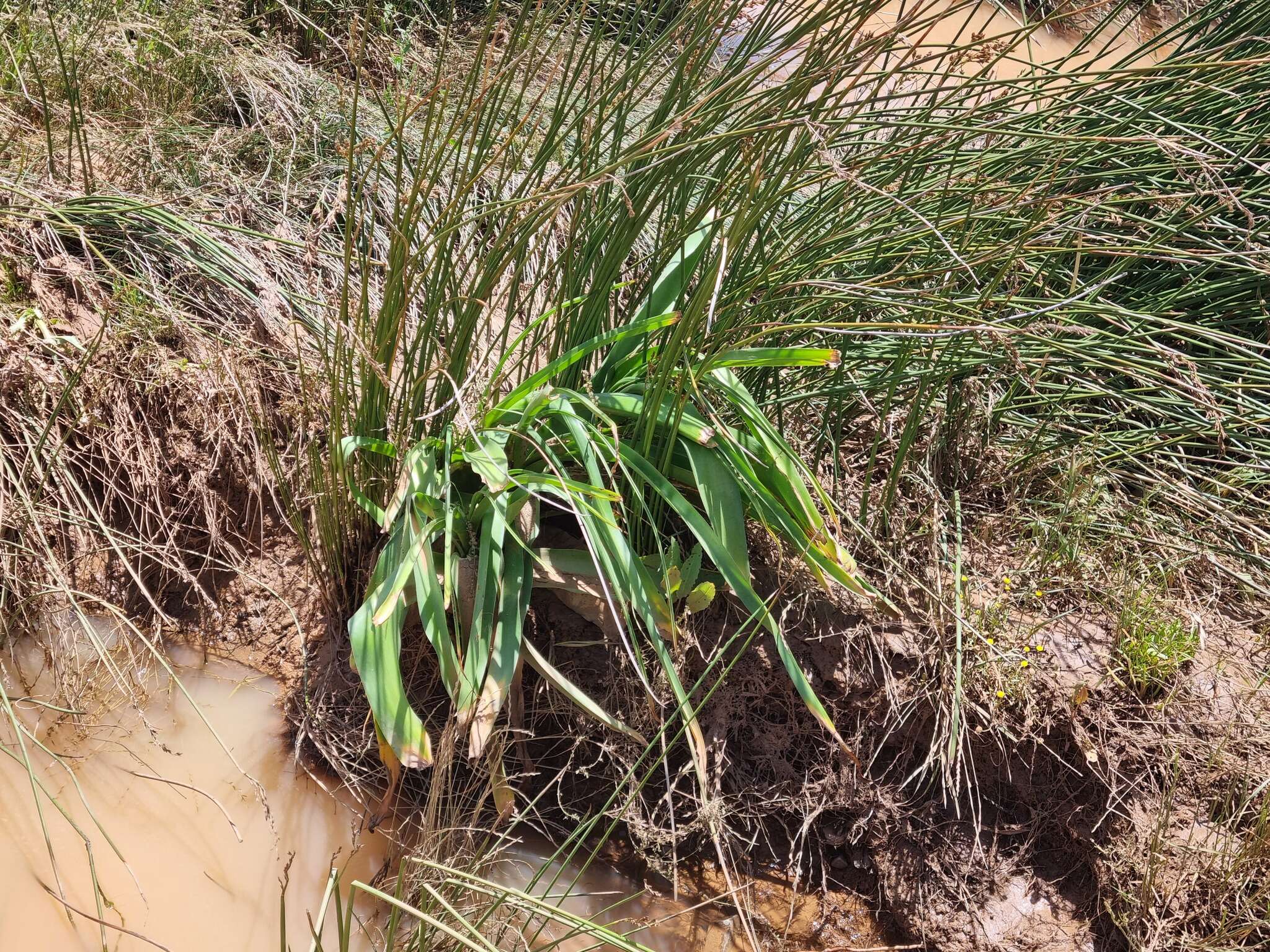 Imagem de Crinum variabile (Jacq.) Herb.