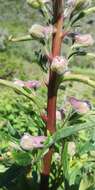 Image of California larkspur