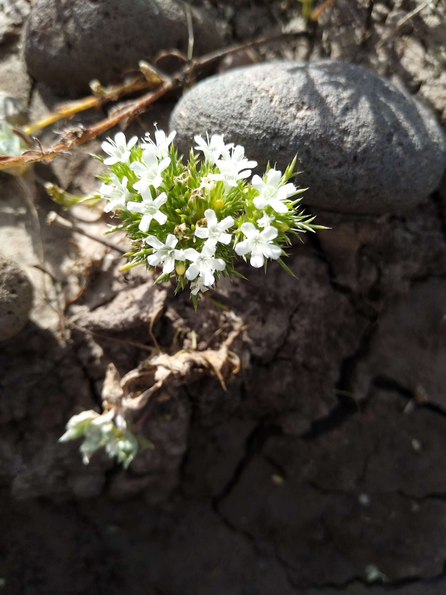 Image of whitehead navarretia