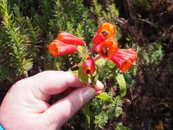 Image of Bomarea acutifolia (Link & Otto) Herb.