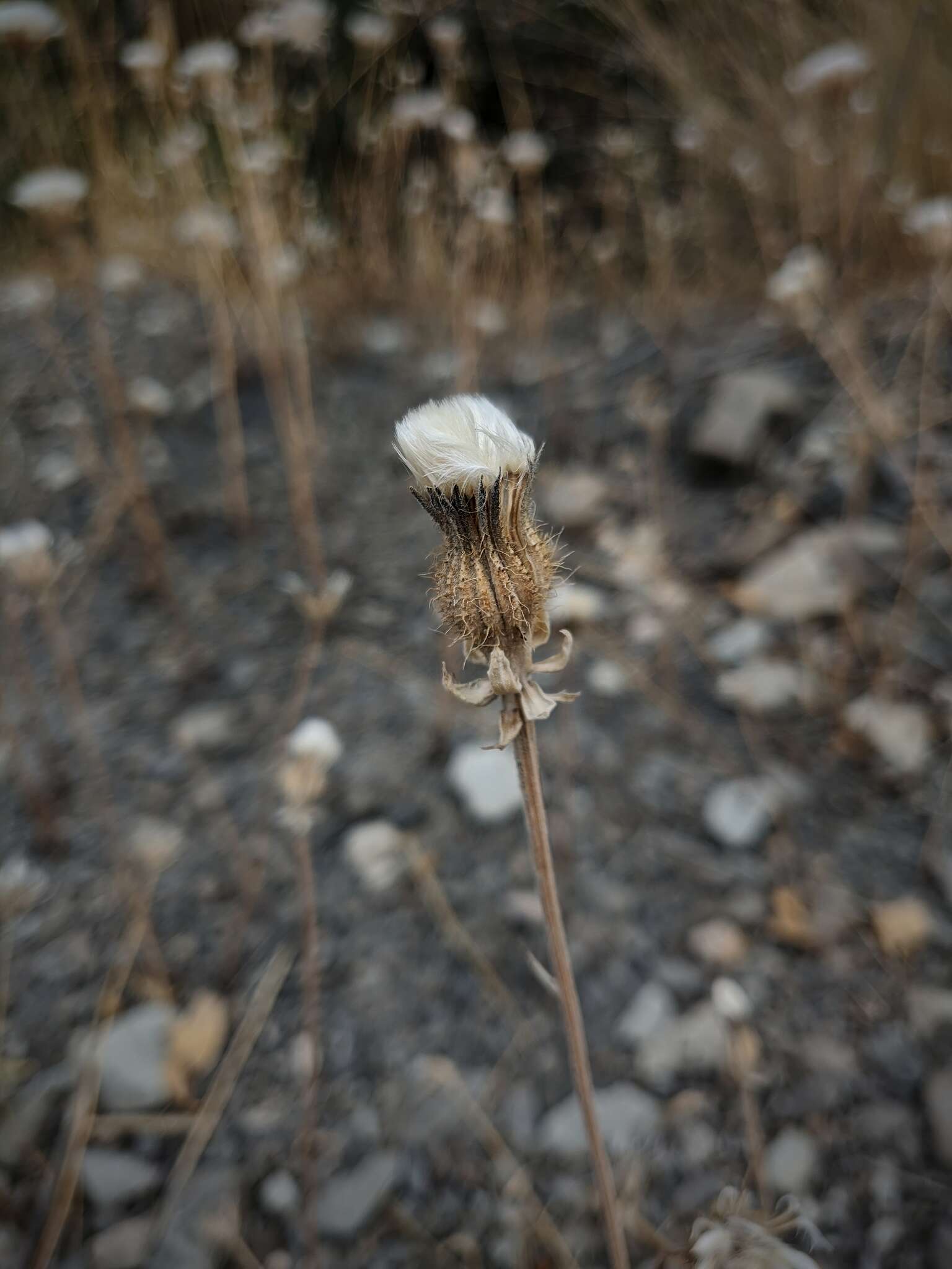 Image of Crepis alpina L.