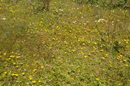 Image of Pacific silverweed