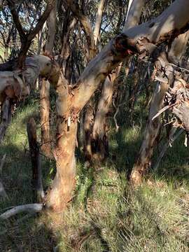 Image of Eucalyptus leprophloia M. I. H. Brooker & S. D. Hopper