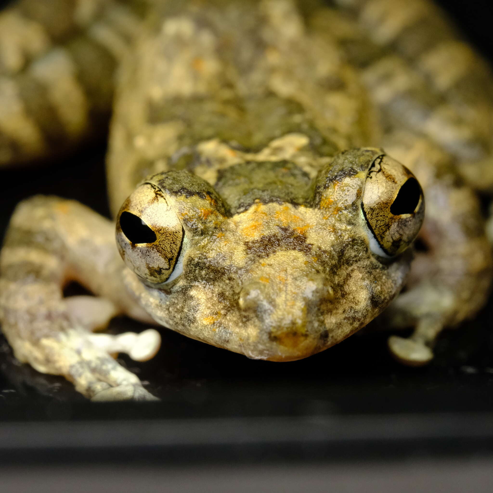 Image of Buergeria oxycephala (Boulenger 1900)