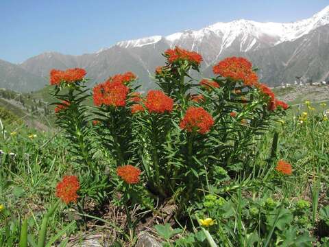 Image of Rhodiola kirilowii (Regel) Maxim.