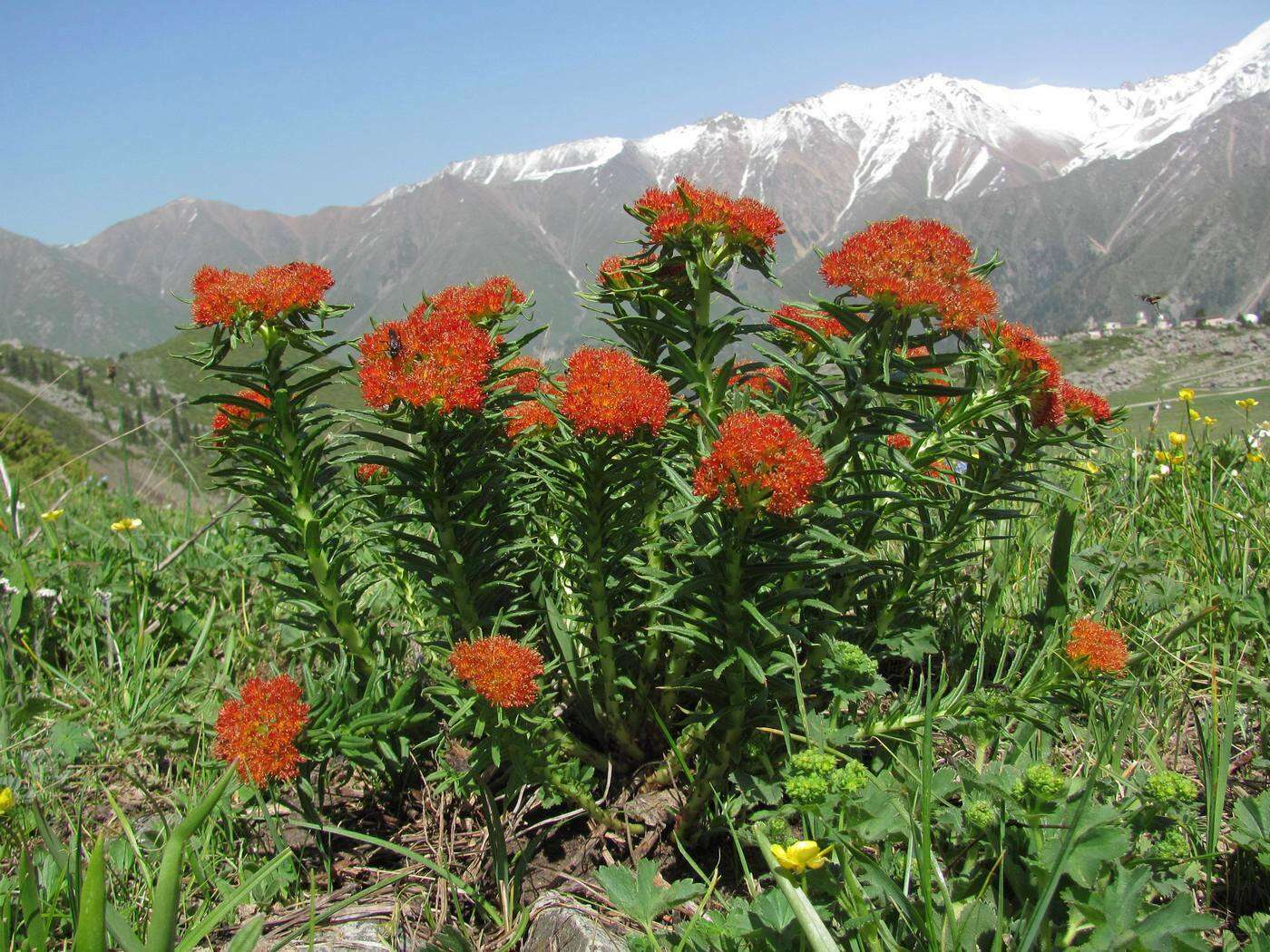 Image of Rhodiola kirilowii (Regel) Maxim.