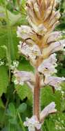 Image of oxtongue broomrape