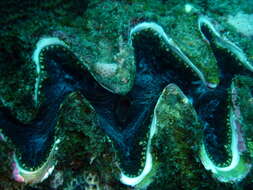 Image of Tridacna rosewateri Sirenko & Scarlato 1991