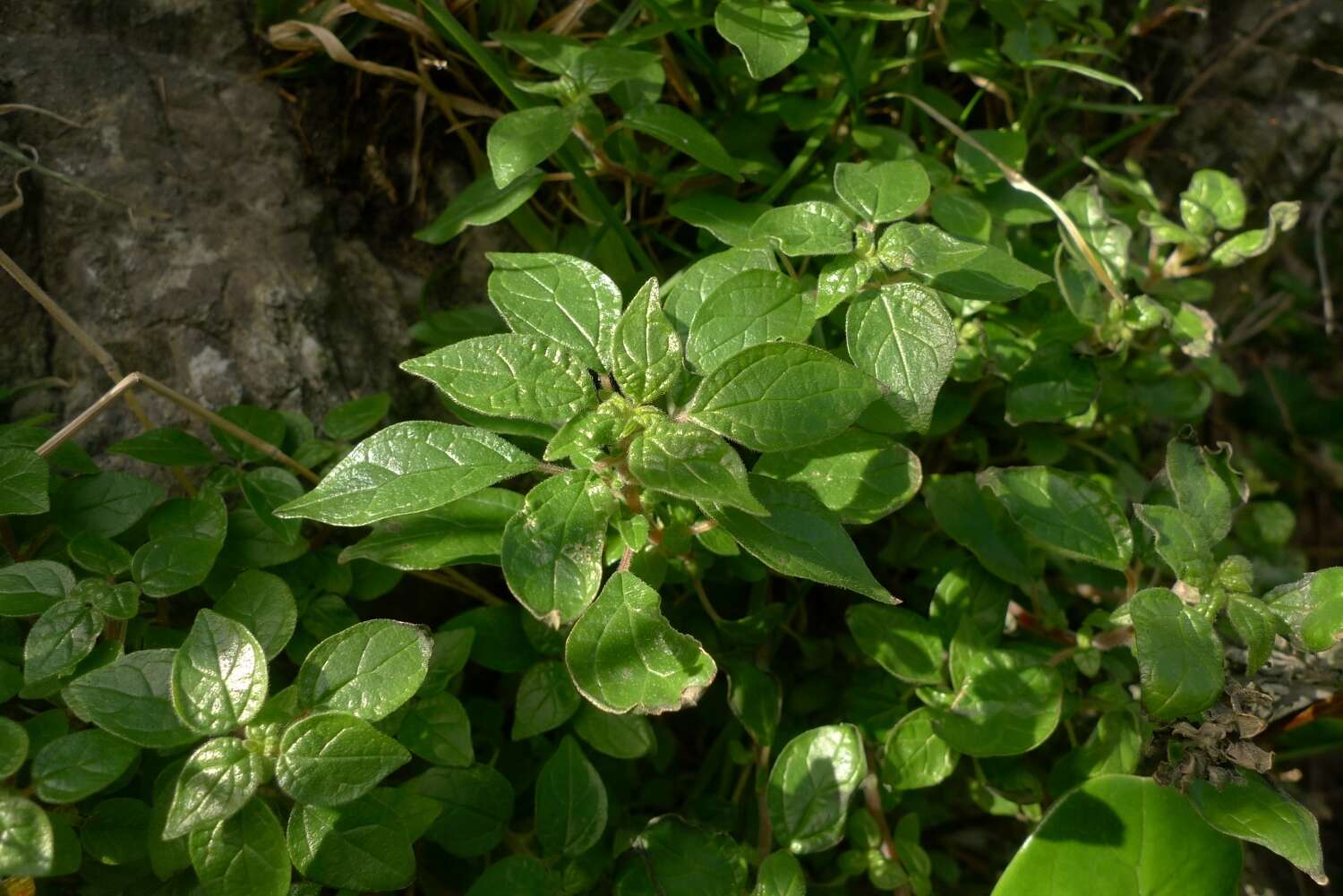 Imagem de Parietaria judaica L.