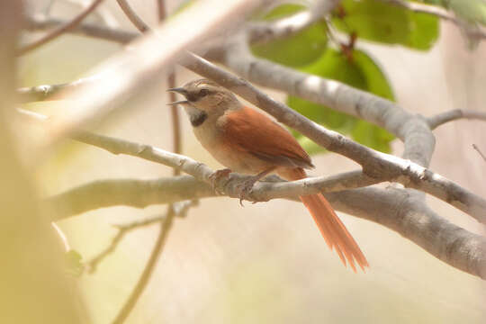 Image of Ochre-cheeked Spinetail