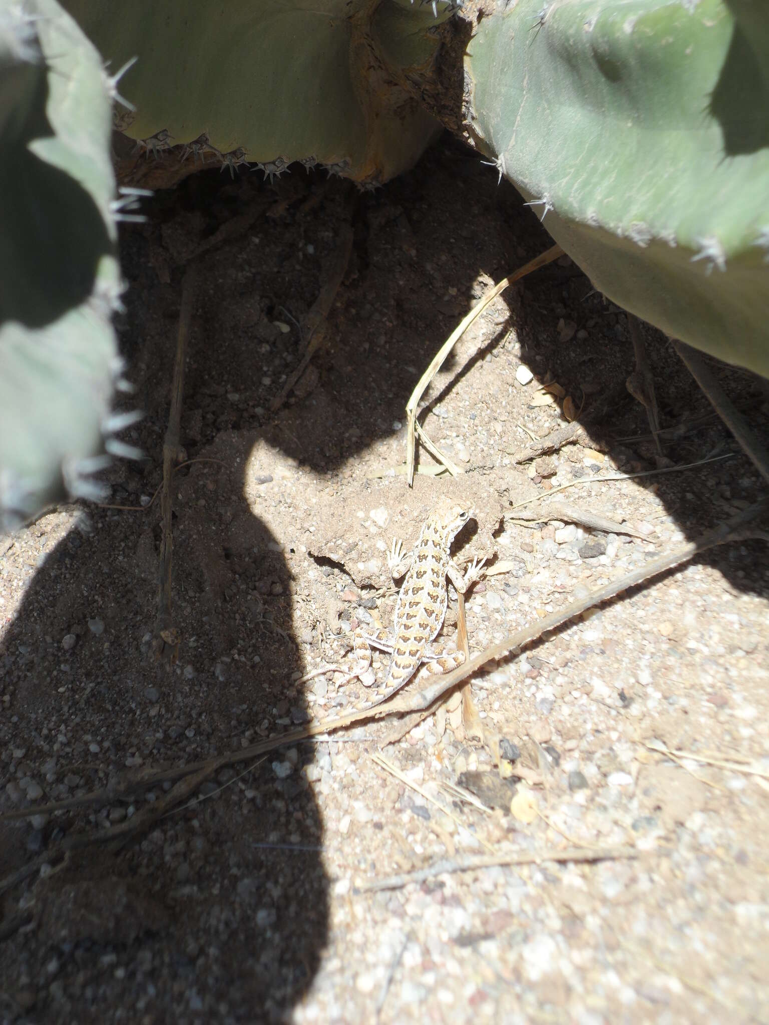 Image of Elegant Earless Lizard