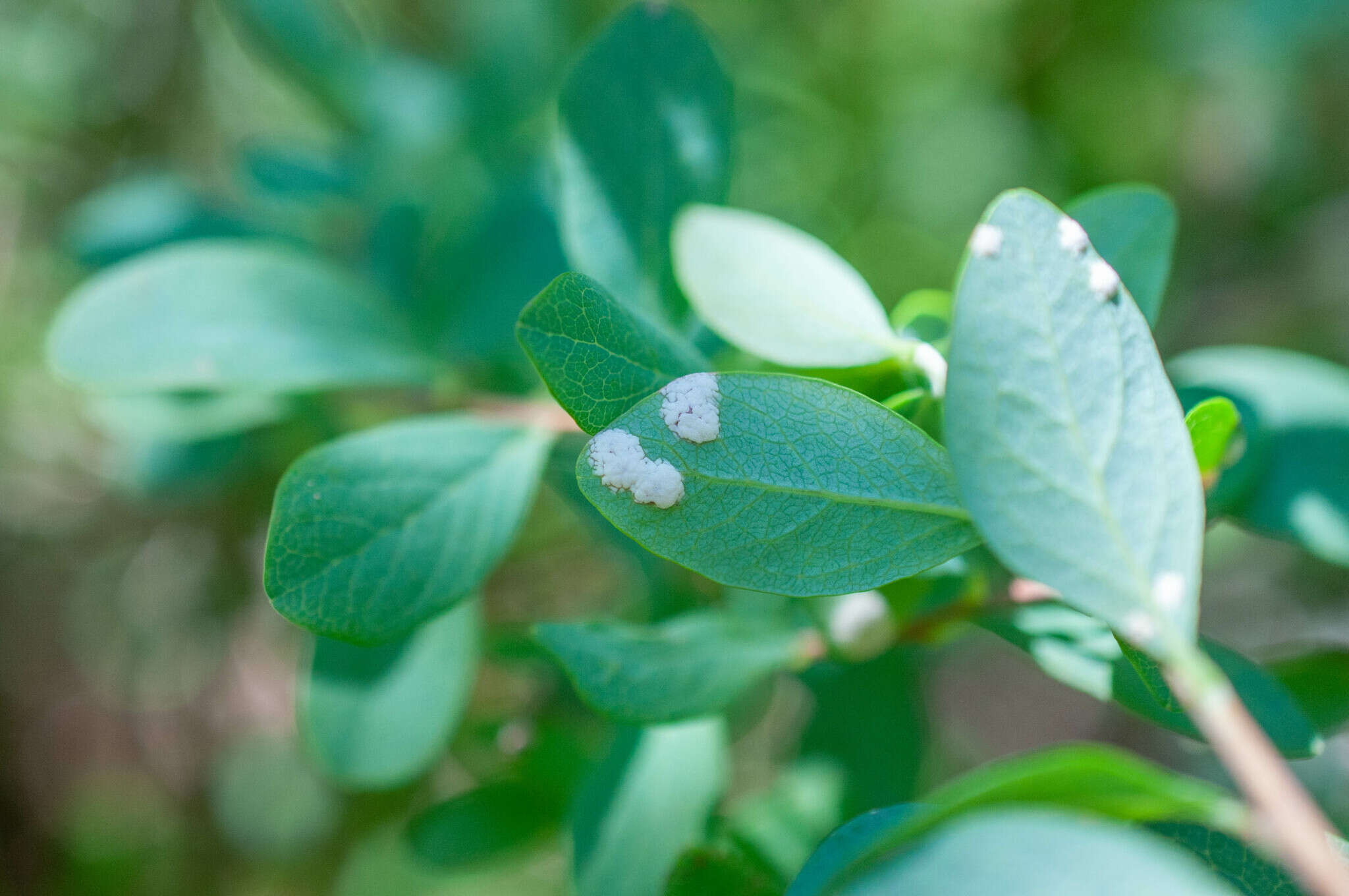 Image of Exobasidium pachysporum Nannf. 1981