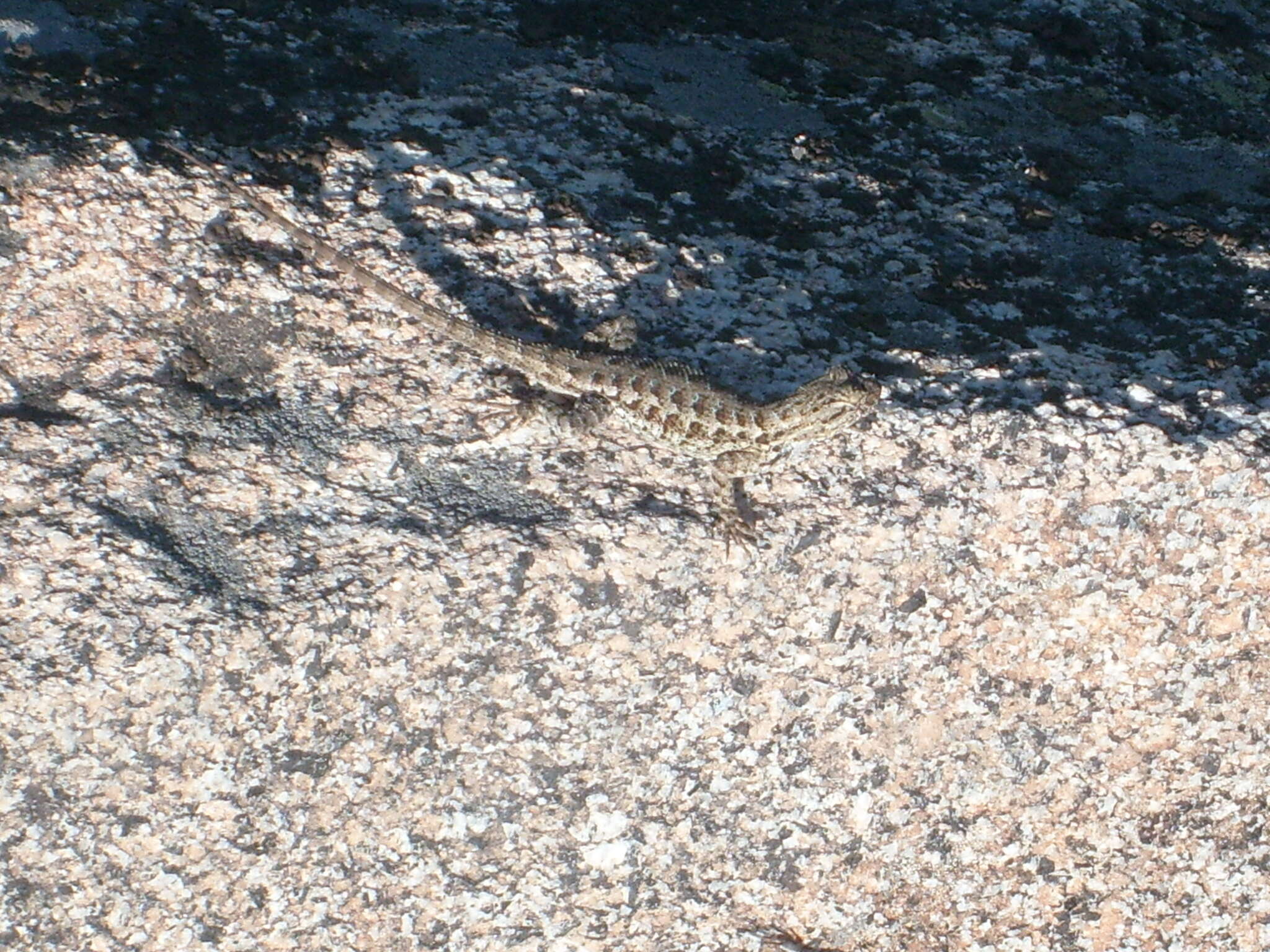 Image of Mountain Swift