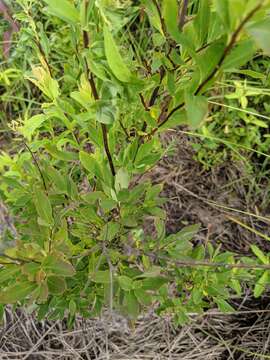 Sivun Spiraea alba var. alba kuva