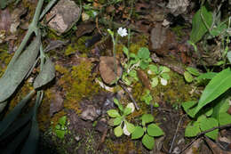 Image of Texas chickweed