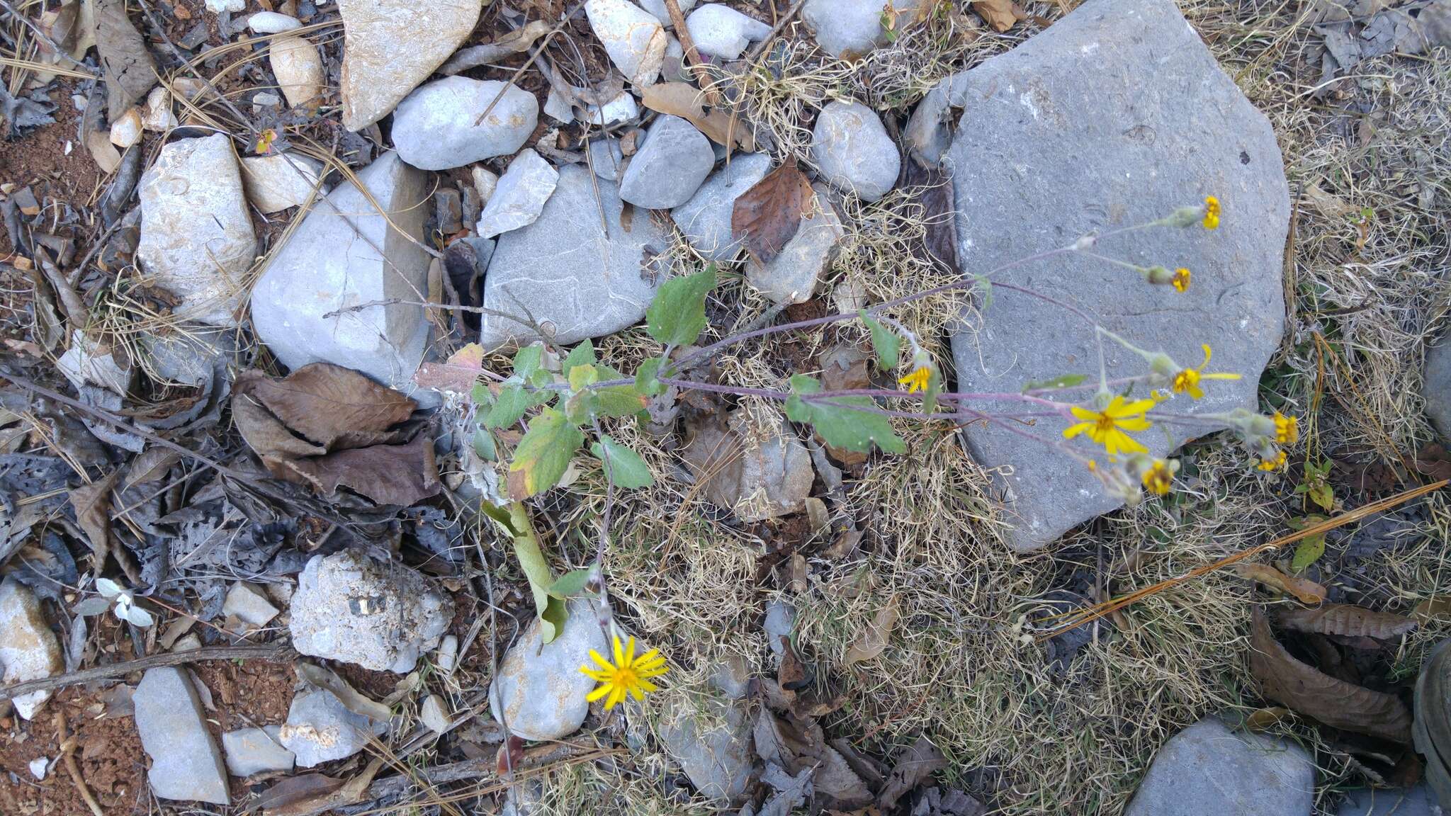 Image of Senecio platypus Greenm.