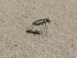 Image de Cicindela (Cicindela) limbata Say 1823