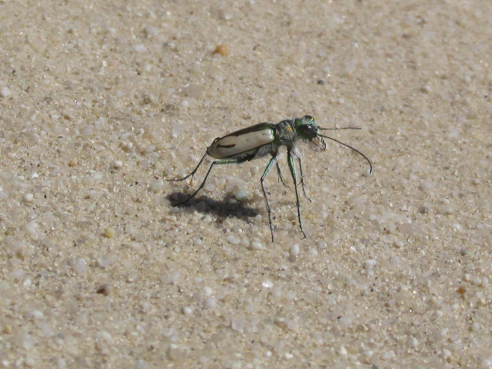 Image de Cicindela (Cicindela) limbata Say 1823