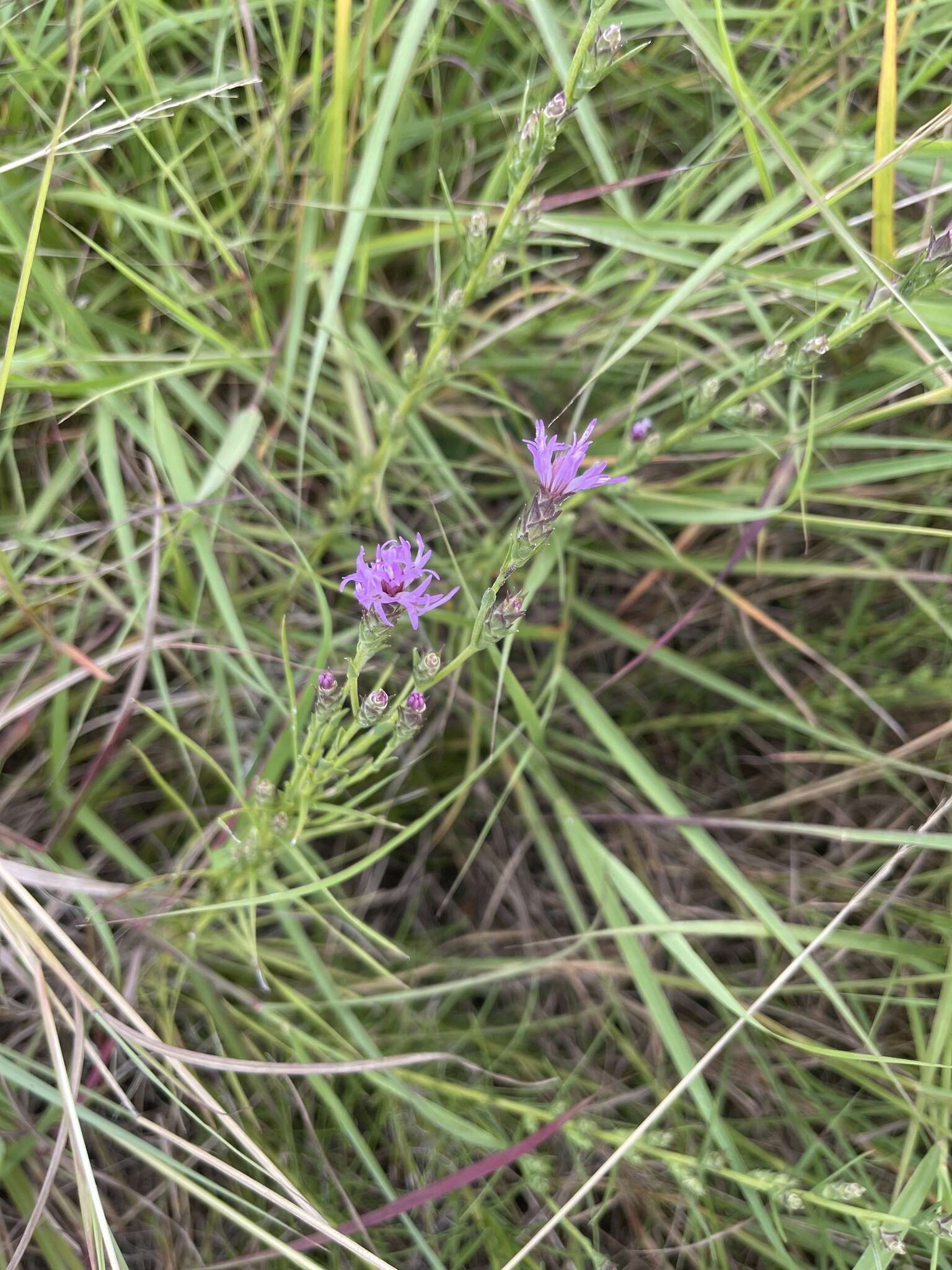 Слика од Liatris bracteata Gaiser