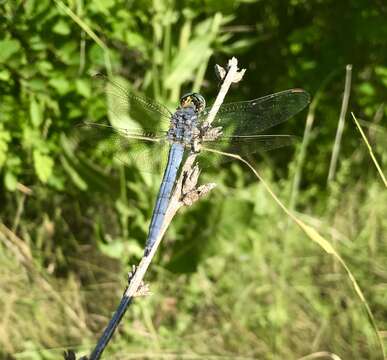 Image of <i>Orthetrum coerulescens anceps</i> (Schneider 1845)